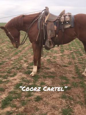 A post by @tuckerbuss6 on TikTok caption: 12yo Mare for sale. She’s got the size and the papers for anything you want to do. #oklahomacheck #cactusropes 