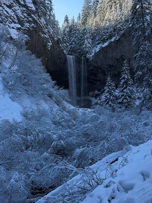 A post by @severussnapetiktoks on TikTok caption: Walking through Narnia #pnw #snow #Hiking 