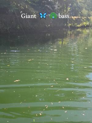 A post by @shankbaitco on TikTok caption: 11 yr old Charlotte is back at it again catching giant peacock bass in south Florida  #florida #peacockbass #peacock #fishing #happynewyear2025 #kidsoftiktok #kid #vacation #miami 