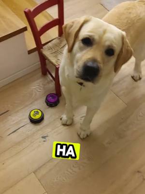 A post by @iamsam.wilson on TikTok caption: Buon anno con Sam #labrador #cane #buonanno 