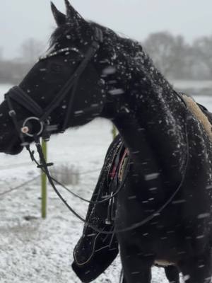 A post by @ppiisoo on TikTok caption: Liebe Grüße von uns aus dem Schnee ❄️ 