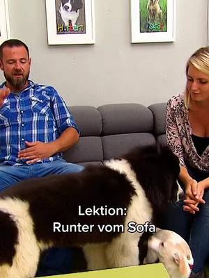 A post by @welpentrainer on TikTok caption: Nein, aufs Sofa darfst du nicht! 🐶😄 #derwelpentrainer #Joyn Du kannst nicht genug vom Welpentrainer bekommen? Jederzeit streamen auf Joyn!