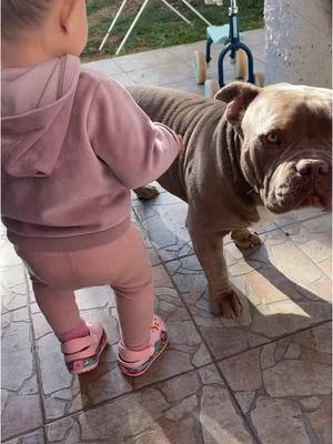 A post by @katerinaxttt on TikTok caption: These two😂😂 #pocketbully #baby #BestFriends #fypp 