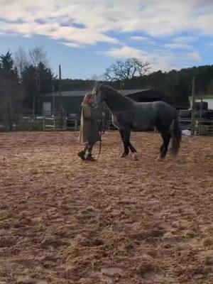 A post by @joanie2021gb on TikTok caption: After a few months off in the field growing and a move on a busy yard a few days ago. Today with an attention span of a Nat we ran through some ground work. Far from perfect but its safe to say she hasn't forgot a thing. coming 4 this year can't wait to crack on with special mare 