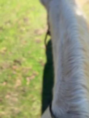 A post by @kickingelfman on TikTok caption: The only way to start the year is on a horse.  - Jenna Elfman  