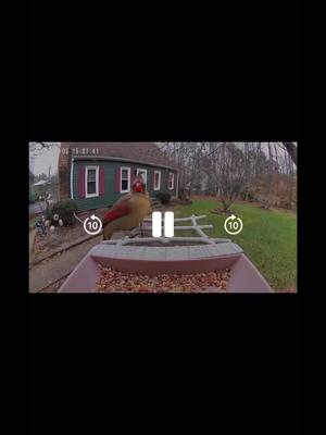 A post by @neurornamy on TikTok caption: Bird Feeder Camera smart garden gadget #birdfeedercam #smartbirdfeeder #birdseating #tiktokpartner 