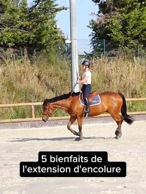 A post by @terredesportequestre on TikTok caption: Les 4 étapes pour un travail juste en extension d'encolure 👇 lien en bio  #equitation #horse #cheval 