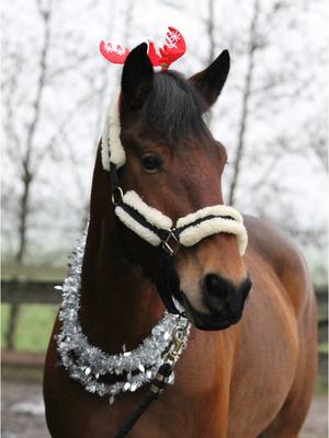 A post by @nino_de_pony on TikTok caption: Vorige week was de zadelmaker er weer en gelukkig was het nu niet zo erg als vorige winter🙈 zadel is weer helemaal passend en merk echt gelijk weer verschil met rijden❤️ #nino_de_pony #itsmemrnino #pony #viral 