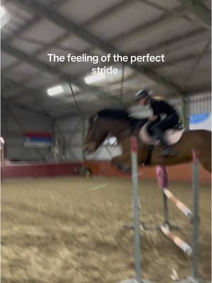 A post by @nino_de_pony on TikTok caption: Nino moest weer even zijn moves gooien bij @X01 😭❤️ #nino_de_pony #itsmemrnino #pony #viral #horses 