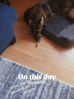 A post by @good_woofer_k9 on TikTok caption: #onthisday 