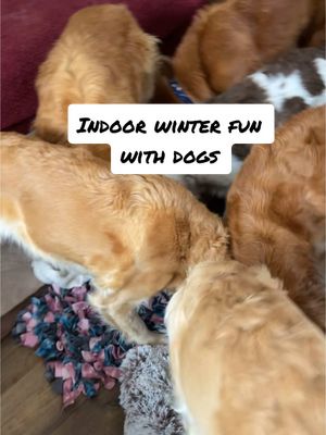 A post by @teamourgoldenadventures on TikTok caption: When it’s too cold out for a lot of physical exercise, we turn to mental stimulation exercises instead. ❄️🧠👃 #gamesfordogs #mentalstimulationfordogs #hideandseek #winterboredom #findthetreats #ourgoldenadventures 