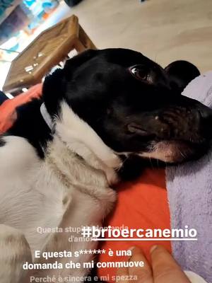 A post by @brioercanemio on TikTok caption: #buonanno #meticcio #adottato #figlioconlacoda #brio #brioercanemio #coccole #buongiorno #