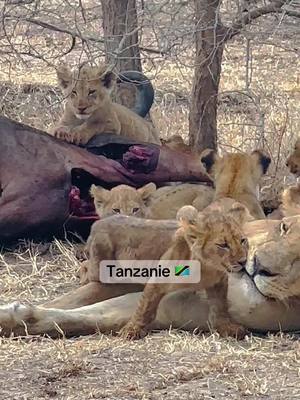 A post by @penehontas on TikTok caption: remember who you are 🦁🦬🦒🐘🦓  . #pourtoii #foruyou #foryouu #fyp #tanzania #tanzaniatiktok #tanzania #tanzania🇹🇿 #travel #traveltiktok #traveltok #safari #safaripark #lion #lionking 