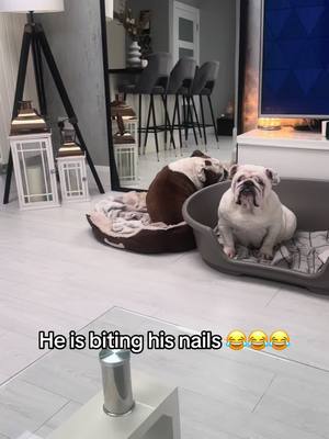 A post by @martakellett on TikTok caption: Biting his nails 😂😂#bulldogs #englishbulldog #lovemydog #dogsoftiktok #funnydogs #lotsofdogs 