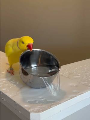 A post by @twinkietheparrot on TikTok caption: MADE MY OWN WATERPARK 4 DA FIRST ~SEXII SATURDAY~ EPISODE OF 2025!!! 🔥☕️🥵☀️🌶️ STARTIN OFF STRONG WIT DA CHAOS DAT LIVEZ IN && AMONG ME 💦 #TeamTwinkie #CeleBIRDY #PamperedParrot #bird #parrot #birdtok #parrottok #birdsoftiktok #parrotsoftiktok #indianringneck #ringneckparrot #irn #birb #cute #banana #yellow #newyear #2025 #saturday #weekend 