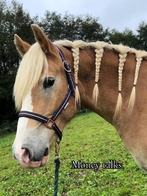 A post by @a_na000 on TikTok caption: 💸💸#moneytalks #horseoftiktok #jungpferd #haflinger #horse #trend #money #viral #foryou #fürdich #horselove 