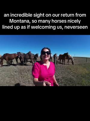 A post by @sarmila.sapkota on TikTok caption: Full video on Youtube #foryoupage #glaciernationalpark #southdakota #horses #countryroad 