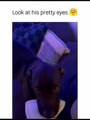 A post by @funnyfailhub on TikTok caption: Funny and cute dogs compilation 🤣 🥰. #funnydog #funnypet #cutedog #dogoftiktok #doglover #dog 