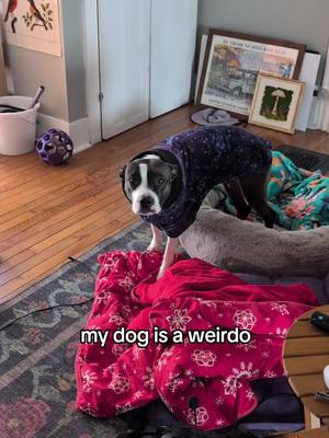 A post by @mybravemona on TikTok caption: I've made a video on this before but yeah this is my dog and she's weird and I love her 🥰 #amstaff #americanstaffordshireterrier #dog #dogsoftiktok #sillydog 