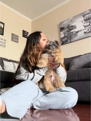 A post by @jessiwitak on TikTok caption: my handsome baby  #viral #relatable #fyp #shihtzu #puppytiktok #foryou #mustwatch #puppy 