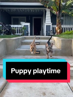 A post by @waltcruz on TikTok caption: The outside yay #frenchbulldogpuppy #yorkies #puppytiktok #doglove #playtime #theadventuresofwaltdogcruz #bullshit 