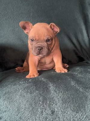 A post by @ukfullybully on TikTok caption: Three adorable micro-exotic bullies, all eight weeks old this Friday, are relaxing comfortably on the sofa. The group includes one male and two females, each with playful and loving personalities. One of the females is Ready to bring joy and companionship to her future family. . . #fyp #4you #fortik #cutepuppys #microexoticbully #microexoticbullies #minibully #bullies #americanbullys #cutepup 