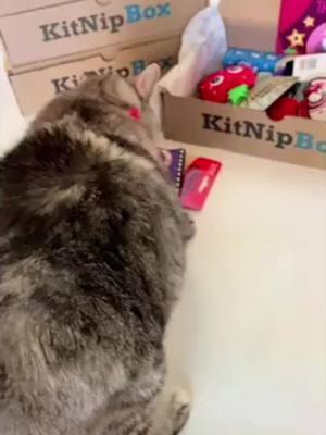 A post by @kitnipbox on TikTok caption: Nala can't hide her excitement over her delivery of pawsome toys and tasty treats! 🥳 Treat your kitty to a box of fun today!  #KitNipBox #CatsofTikTok #PetsofTikTok #Cats [🎥 via @nalacat]