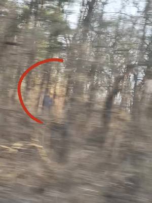 A post by @anniewhoowhoo on TikTok caption: #sasquatch #bigfoot #fyp #wisconsin 