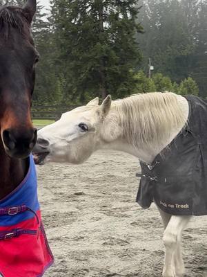 A post by @believe_and_see_ranch on TikTok caption: This horse has obsession with bums🤦🏽‍♀️