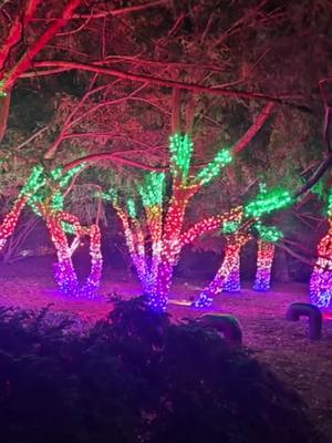 A post by @king_rizzy660 on TikTok caption: Brooklyn Botanic Gardens  #2025 #ny #foryoupage❤️❤️ #letthisgoviral🦋🥺 #dontletthisflop #lights #lightshow#wintervibes #prettycool #christmaslights #views #dontshadowbamme #lightshow #capcutedit #trail 