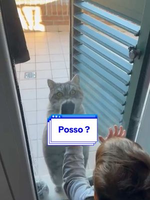 A post by @imbluscottish on TikTok caption: @Gianmarco Marcellini giocare con Blu 🤣 #bimba #blueelisa #bimbafelice #gattoebimba #gattotiktoker #elisaeblu #gattoebambini #gatti 