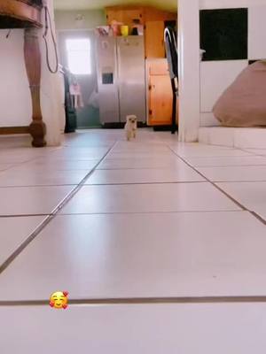 A post by @lucyyarturo on TikTok caption: #🥰#🐶