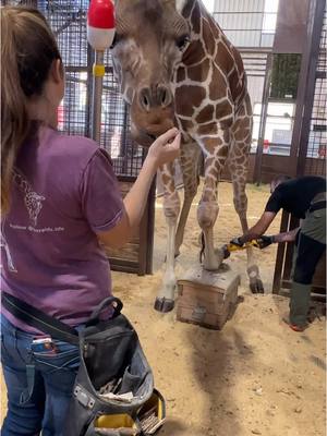 A post by @geralds.life on TikTok caption: Did you know that giraffes get pedicures?  We work with the @Zoo. To ensure our giraffes hooves stay in tip top shape.  #joythegiraffe