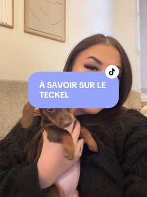 A post by @badfifii on TikTok caption: Si vous voulez adopter un TECKEL voilà mon retour après l’adoption de notre princesse 🐾🤍 #teckel #dachshund #chiot #belgium 