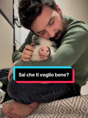 A post by @charleyeanna on TikTok caption: Sai che ti voglio bene? “SGRUNF🐷” ❤️ #charleyeanna #amore #pig #maky #maialino #minipig #piglet #pet #animali #animals #maiale