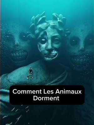 A post by @reveurderecit on TikTok caption: Comment les animaux dorment #animaux #nature #animal 