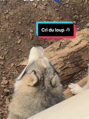 A post by @mrkofs_husky on TikTok caption: Découvre Kofs comme tu ne l’as jamais vu ! Une vidéo rare à ne pas manquer ! 🔥 Mon loup, c’est du lourd ! #Incroyable #Rare #PourToi #monhusky #criduloup 