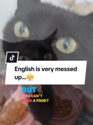 A post by @kitty.theduchess on TikTok caption: English...😤 #funnyvideos #catsoftiktok #Meme #MemeCut #catmemes #funnycats #kittytheduchess 