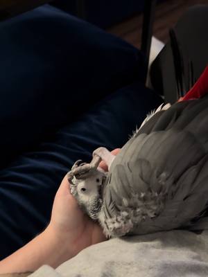 A post by @shelbythemacaw on TikTok caption: She’s not normal #animallove #viral ##fyp##parrot##birds##parrothusbandry##shelbythemacaw##freeflight##afticangrey