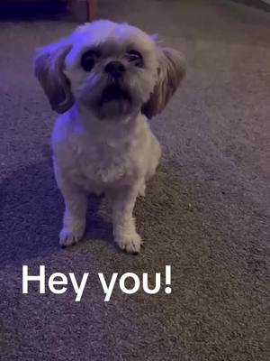 A post by @stormiethezuchon on TikTok caption: Lots more cute dog content on my page 🥰                              Stormie demands your attention 😂                                           #fyp #demandingdoggie #shihtzu #zuchon #doggo #shihtzusoftiktok #puppy #stormiebear #shihtzulovers 