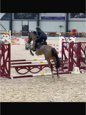 A post by @ikbeninneaangenaam on TikTok caption: Choco 2e keer op wedstrijd😊 #jumping #younghorse #zangersheide #choco @SpecialStables 