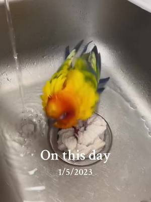 A post by @misty420fireballqueen on TikTok caption: #onthisday #tik_tok #viral #fyp #Summer #sunconure 