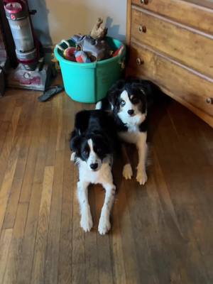 A post by @telltaleaussie on TikTok caption: Just some boring obedience work while Tattle is in season. I want to see a day where every agility venue lets girls run while in season so I make sure my stud dogs know how to keep their cool. #telltaleaussie #aussieswithtails #undockedaussie #dogtrainer #DogTraining #australianshepherd #gooddogs 