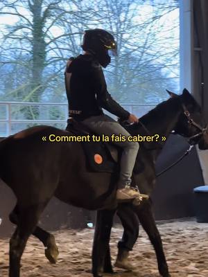 A post by @lesaneriesdegigi on TikTok caption: Coco, mon beau frère, a fait de la Gigi aujourd’hui, il était pas déçu.  Motard à la base, il a expérimenté une autre puissance qui se compte en chevaux aujourd’hui 😂 #gigiteam #chevaltiktok #trotteurfrançais #chevalpassion❤️ #trotteurfrançais🐎 #horse #horses #chevalpassion 