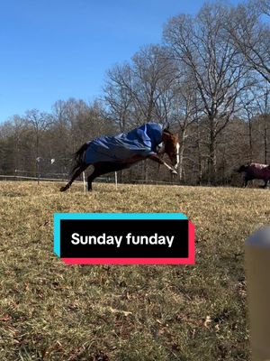 A post by @amarillomorning_sage on TikTok caption: Sunday Funday🤣 #horses #sundayfunday #equestrian #equestrianlife #horsesoftiktok #fyp #freebird #feelinggood 