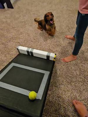 A post by @hollabackbullies on TikTok caption: basement practices are the best when it's sooo cold out  #flyball  #practice #run  #ballislife  #familytime 