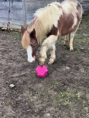 A post by @the_life_of_my_horses on TikTok caption: Elle a raté sa vocation je crois 😝 #humour #poney #foot 