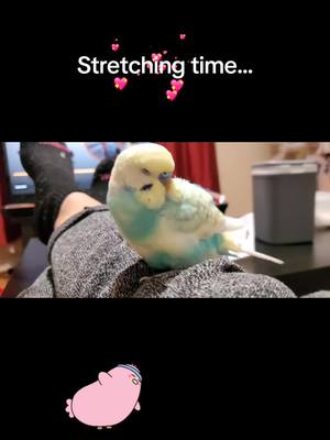 A post by @clementine_33 on TikTok caption: Stretching time #petlover #bird #exercise #photography #cutecat #cutedog 