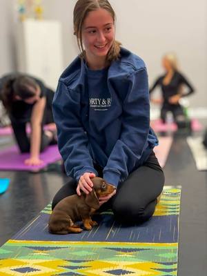 A post by @muskokapuppyyoga0 on TikTok caption: Is there anything sweeter than the perfect pairing of puppies and yoga?  Yesterday’s class with our adorable dachshund puppies was pure perfection—a blend of joyful wiggles, warm snuggles, and heart-melting moments.  These little lovebugs stole the show, reminding us just how much joy and calm dogs can bring into our lives. Whether you came for the yoga, the puppies, or both, it was impossible not to leave with a full heart. 🐾  Register on our website for a class www.muskokapuppyyoga.ca  #PuppyYoga #DachshundPuppies #YogaWithPuppies #DoxieLove #PuppyTherapy #DogsOfInstagram #AdorableDogs #CutenessOverload #PuppySnuggles #YogaForMentalHealth #WellnessJourney #SweetMoments #PerfectPairing #HeartMelting #DogsMakeEverythingBetter