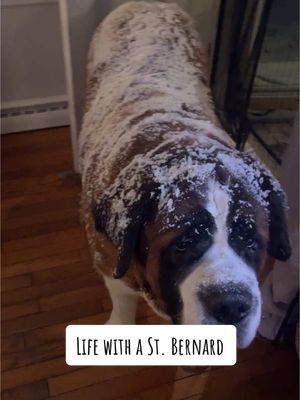 A post by @saint.in.the.city on TikTok caption: Snow dog living his best life #saintbernard #dogsoftiktok #tiktokpets #fyp #foryoupage 